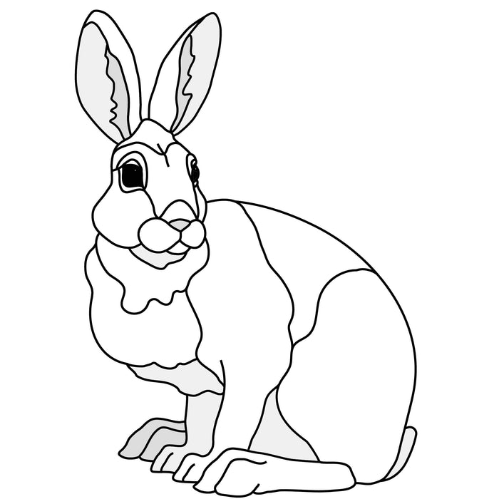 Snowshoe Hare