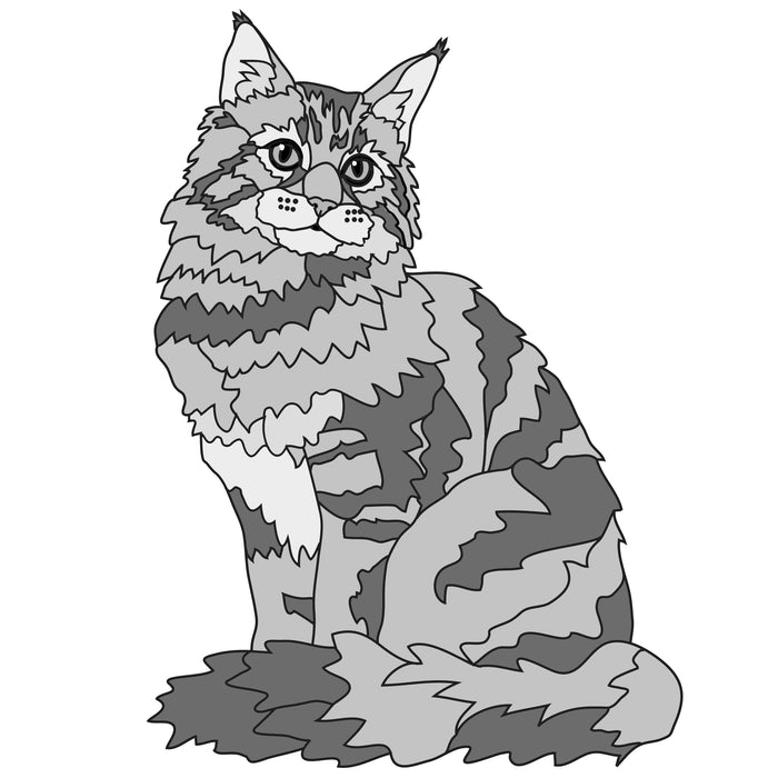 Maine Coon Cat Sitting
