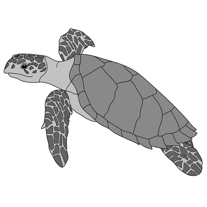 Sea Turtle