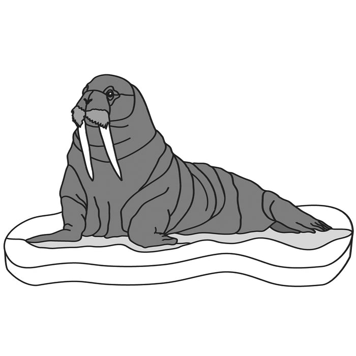 Walrus
