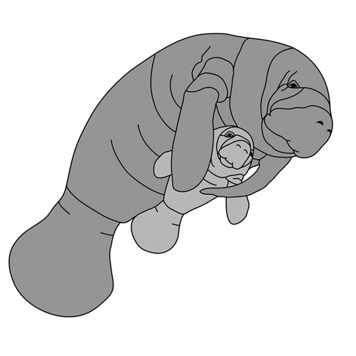 Manatee