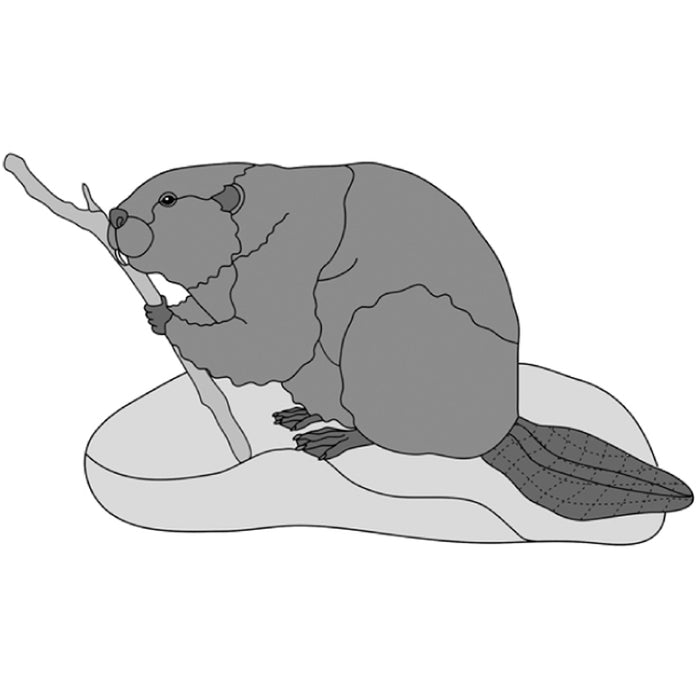 Beaver
