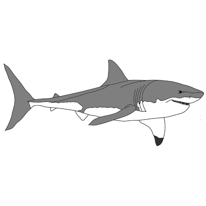 Great White Shark