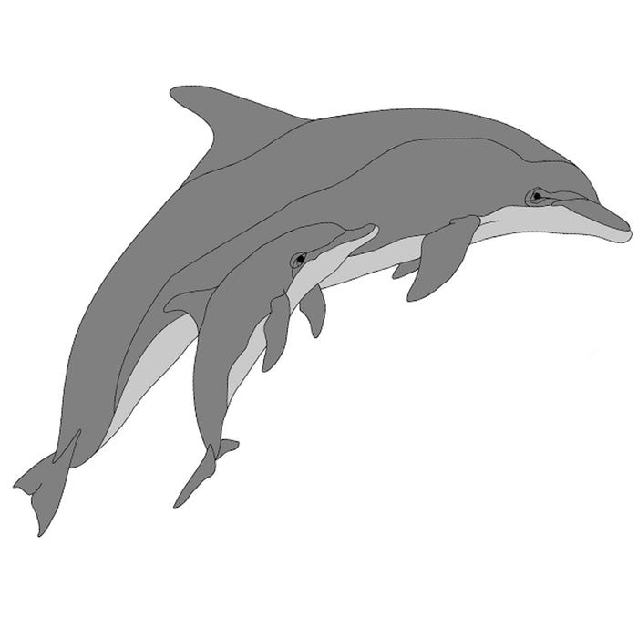 Dolphin & Baby