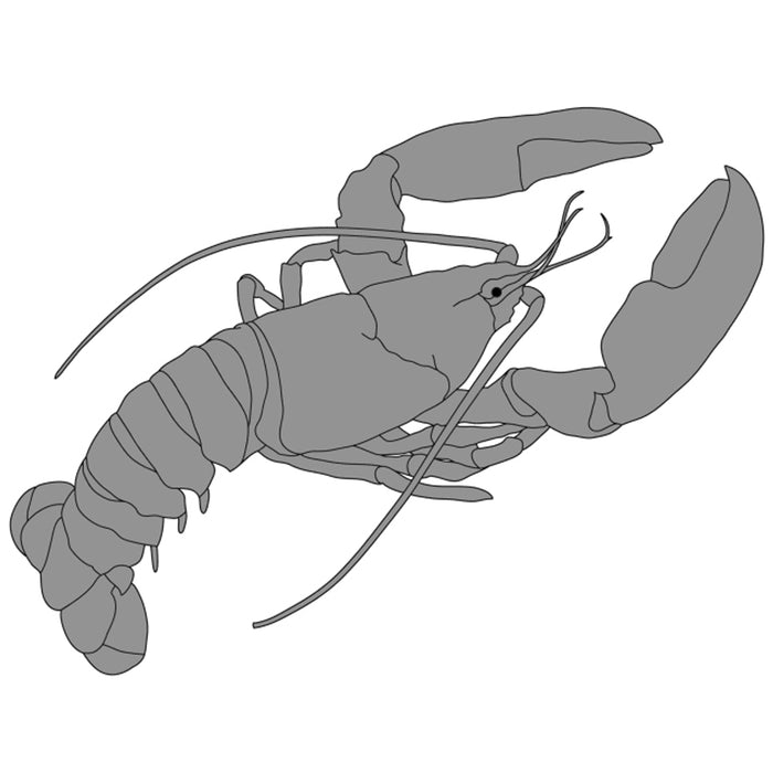 Lobster