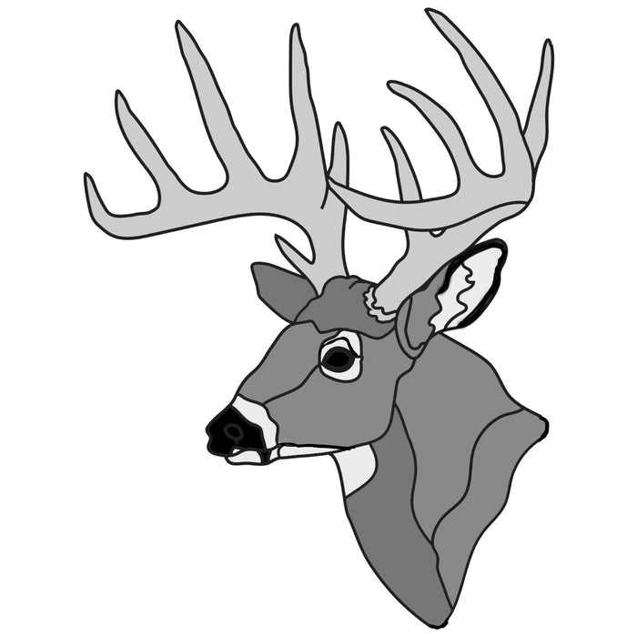 White tail Buck Head #2