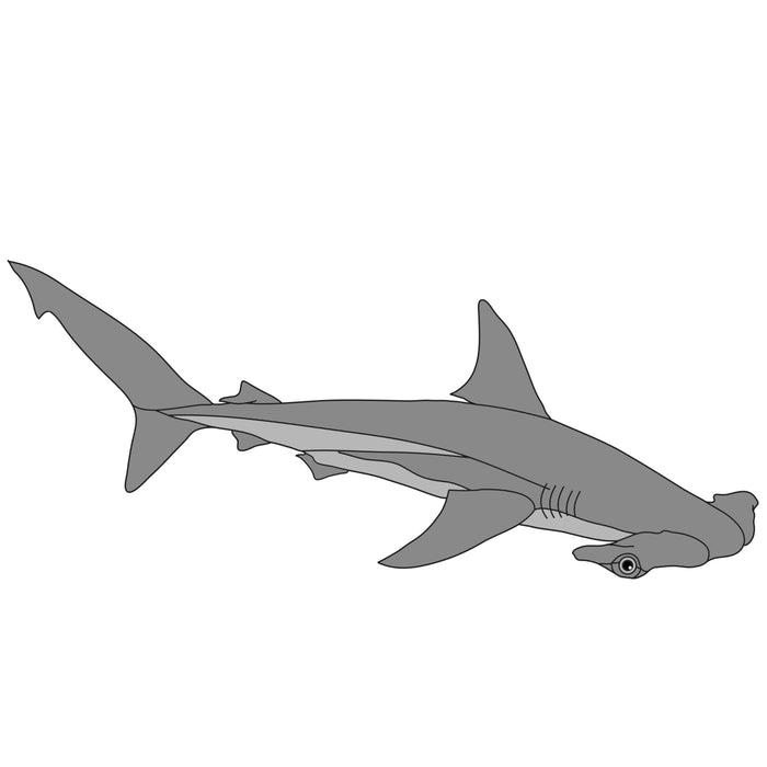 Hammerhead Shark