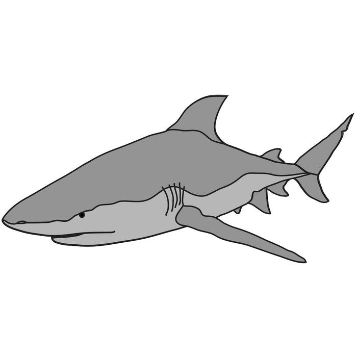 Bull Shark