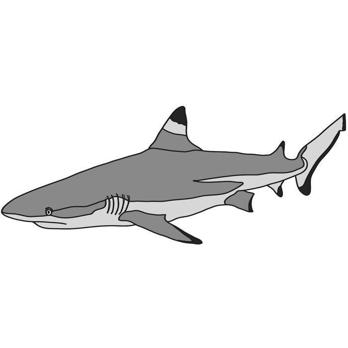 Black Tip Shark