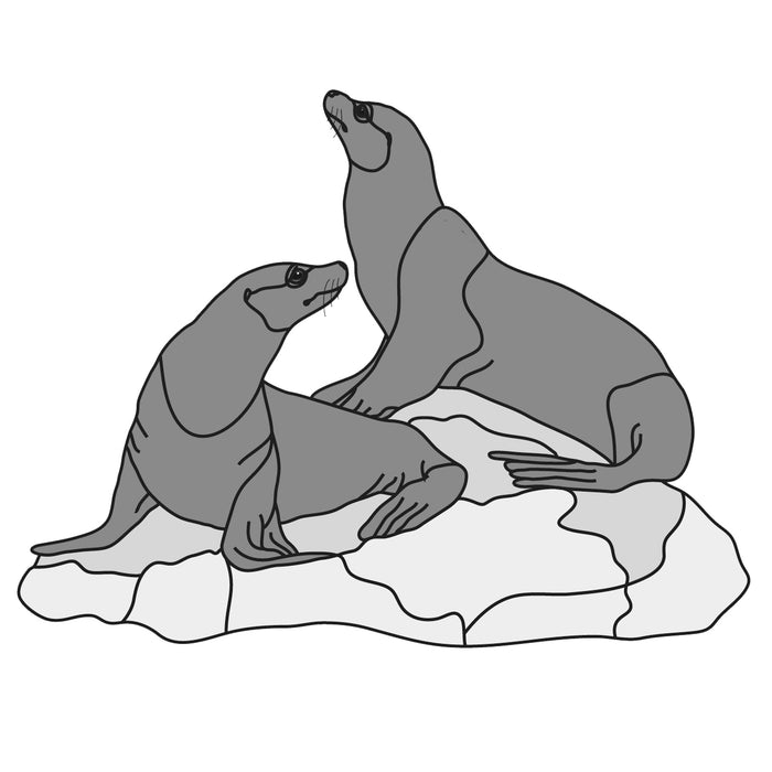 Sea Lions