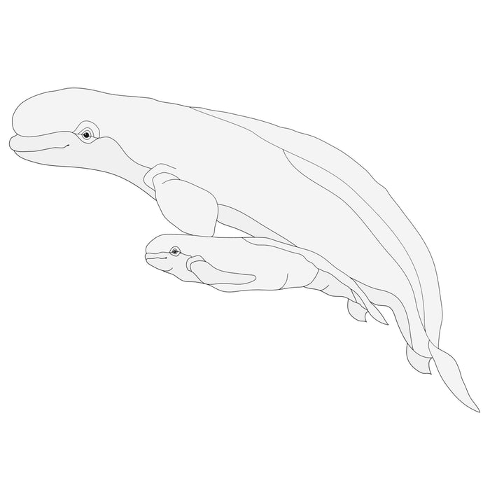 Beluga Whale and Calf