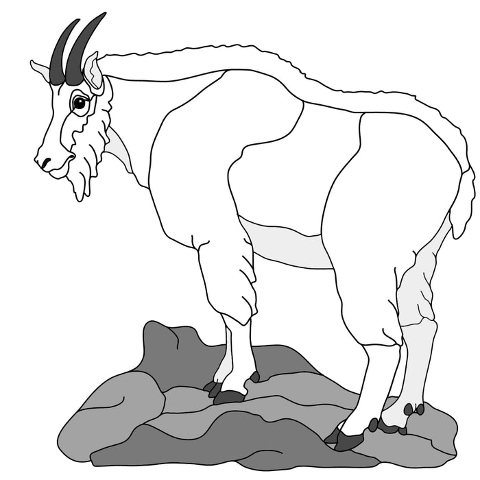 Mt. Goat Standing