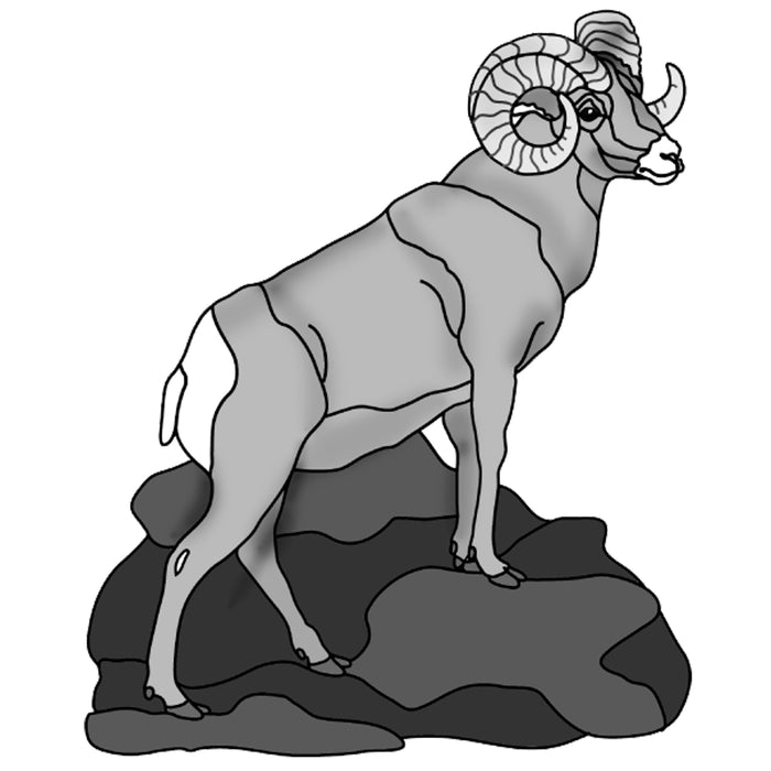 Big Horn Ram Standing