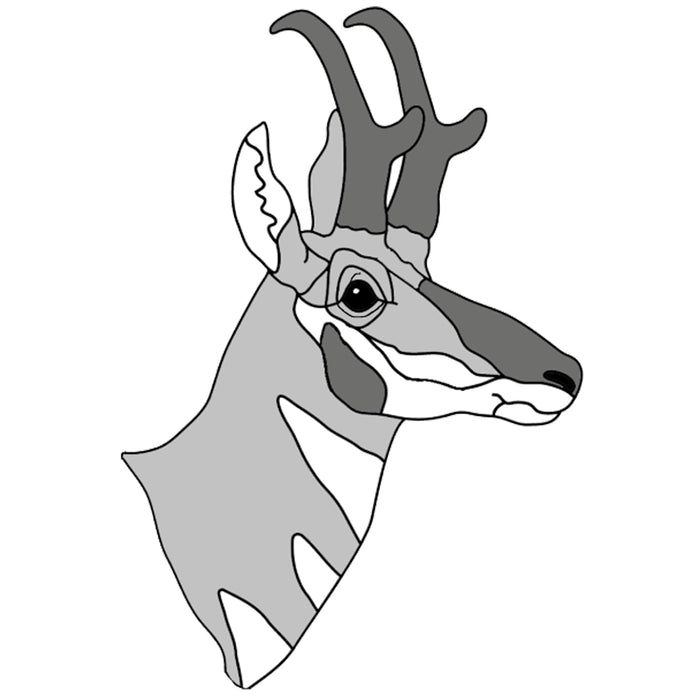 Pronghorn Head #2