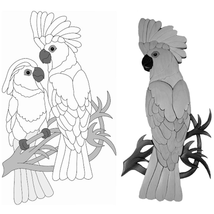 Umbrella Cockatoo