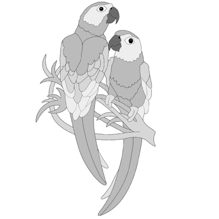 Conure Parrots