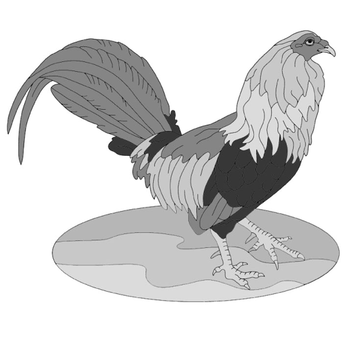 Rooster
