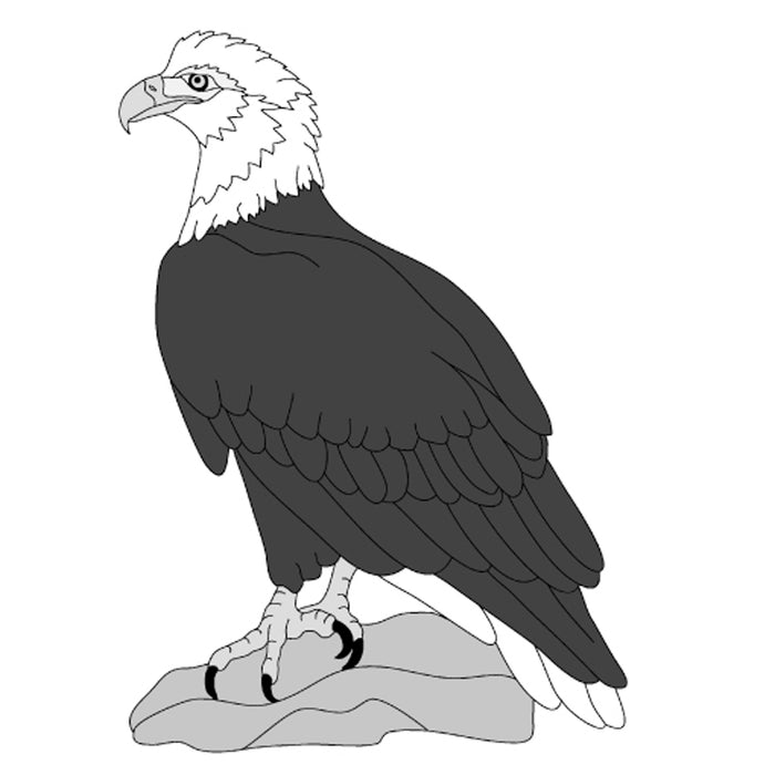 Eagle Sitting
