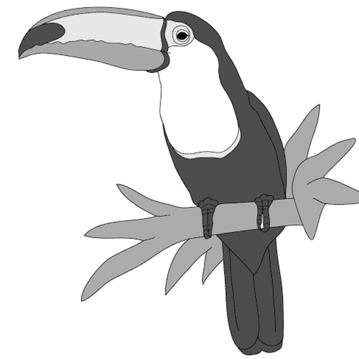 Toucan