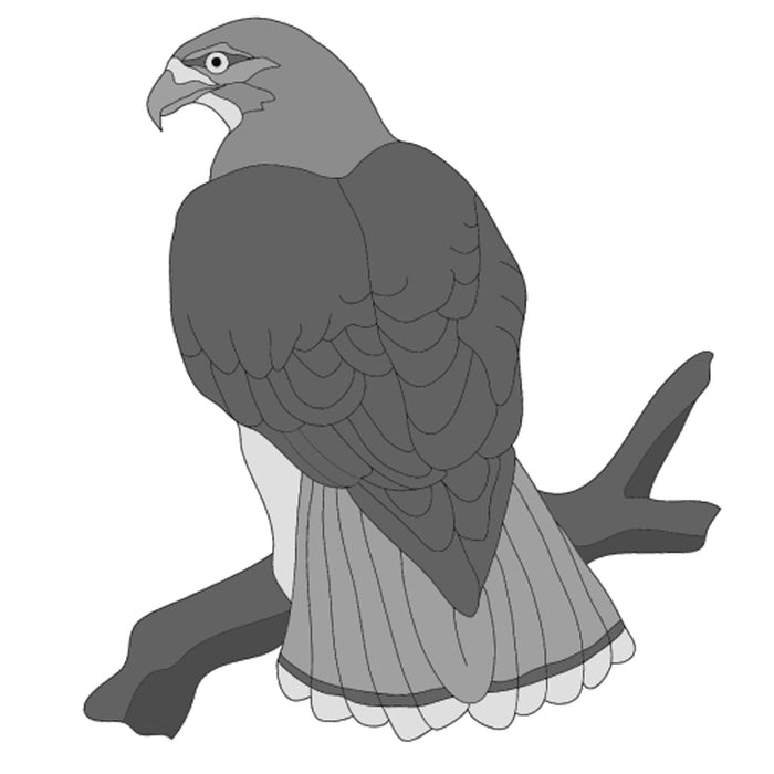 Red-tail Hawk
