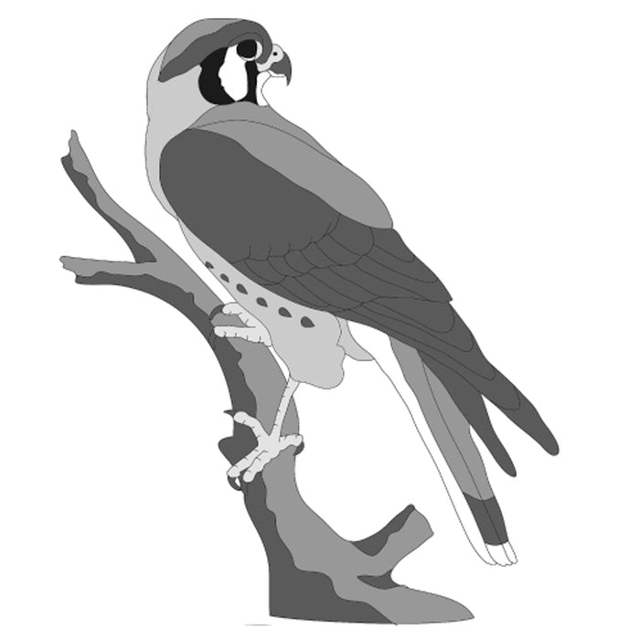 American Kestrel