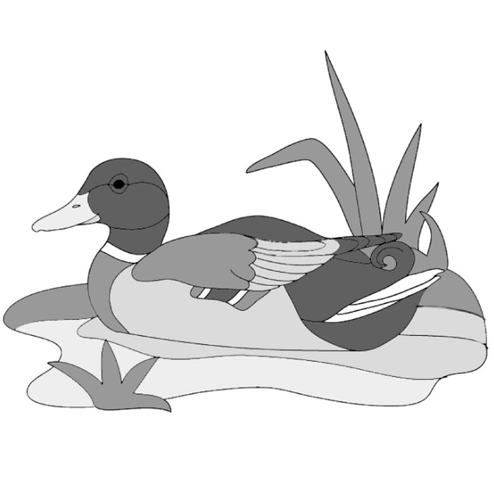 Mallard Duck