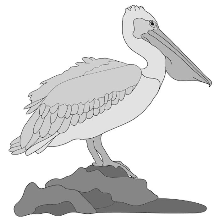 Pelican
