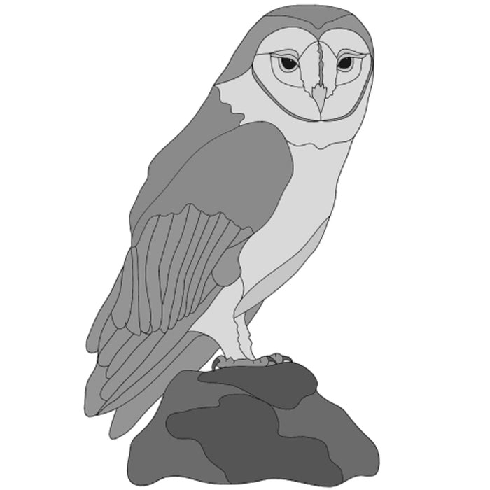 Barn Owl