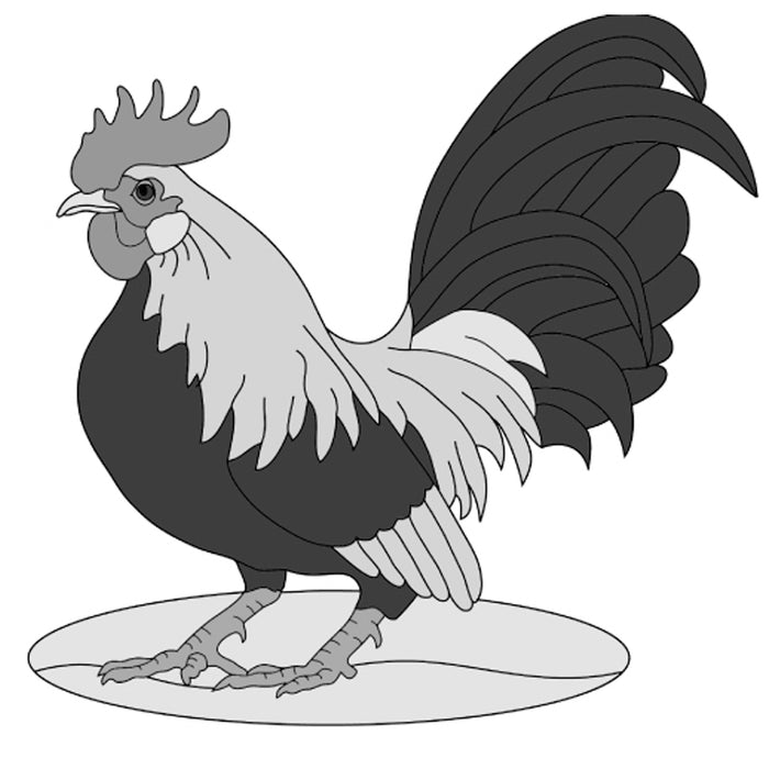 Bantam Rooster