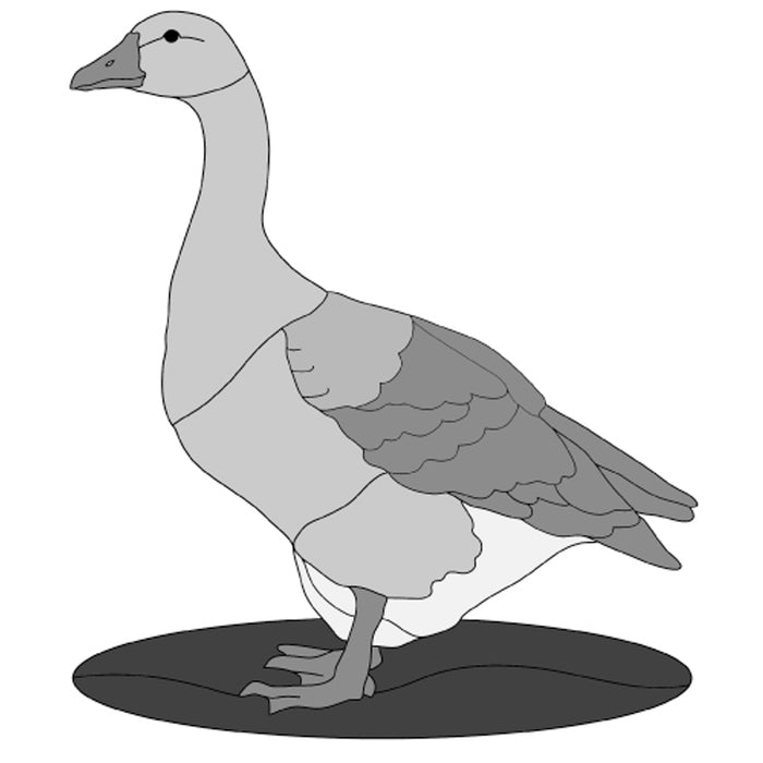 Gray Goose