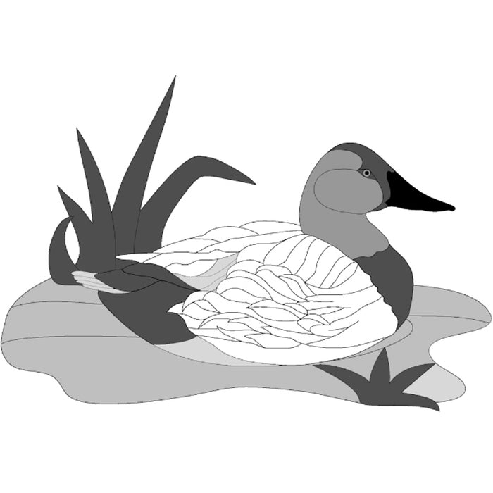 Canvasback Duck