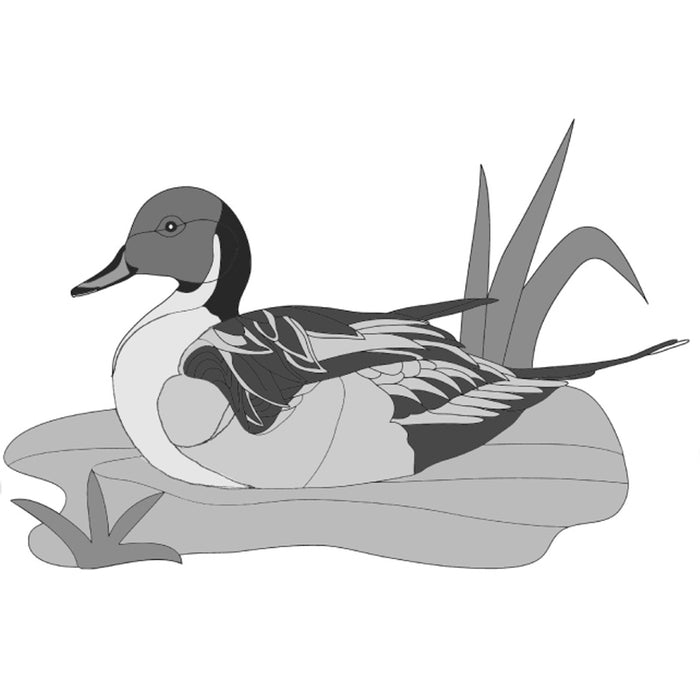Pintail Duck