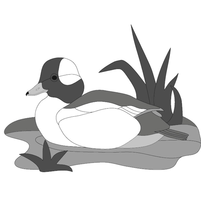 Bufflehead Duck