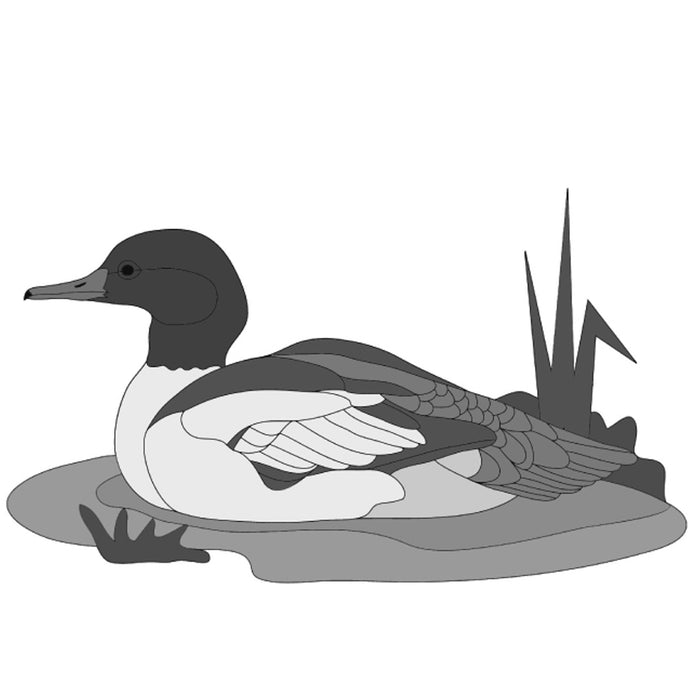 Merganser Duck