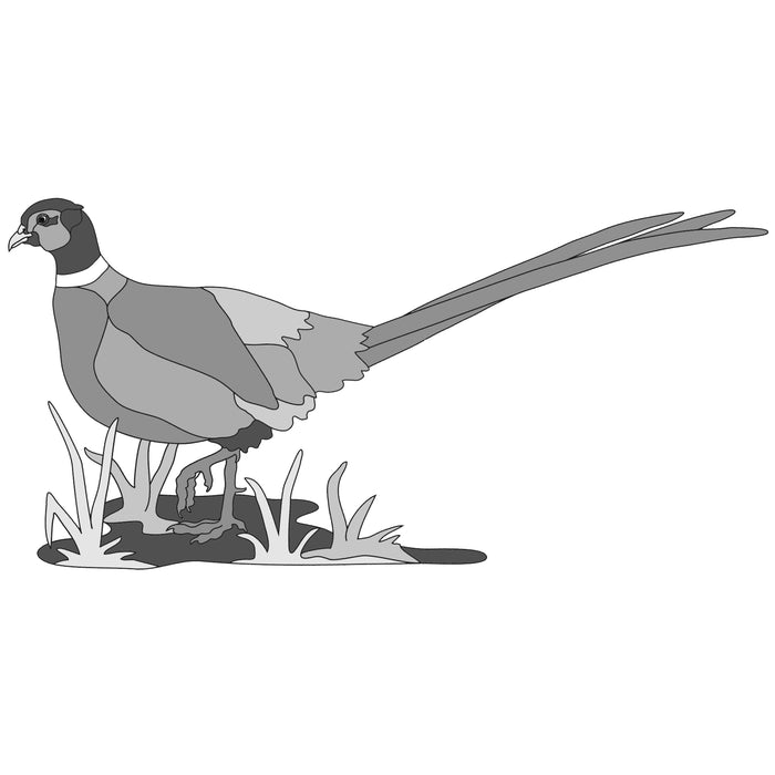 Standing Pheasant