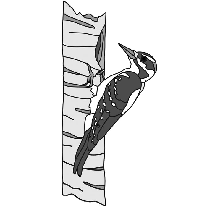 Woodpecker