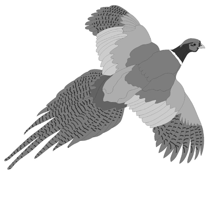 Pheasant Flying