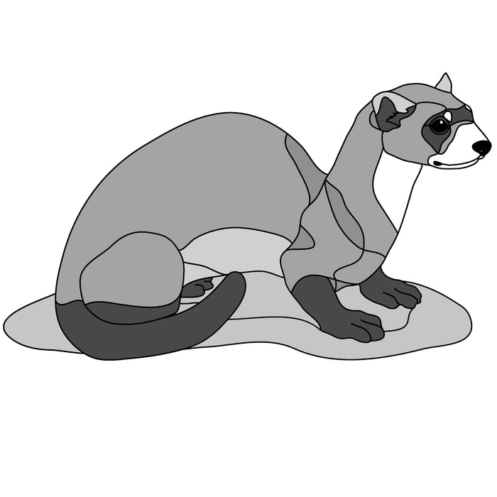 Ferret
