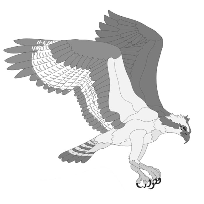 Osprey Flying