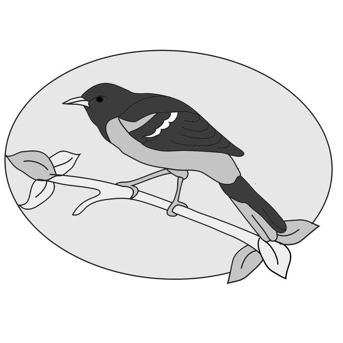 Baltimore Oriole