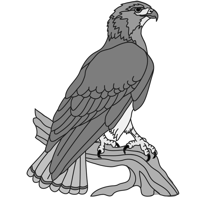 Red Tail Hawk #2