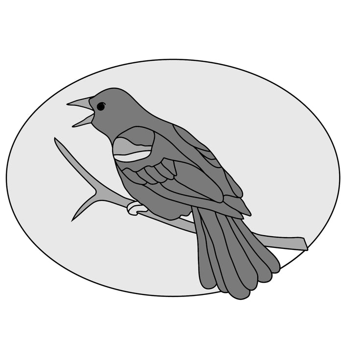Red-winged Black Bird
