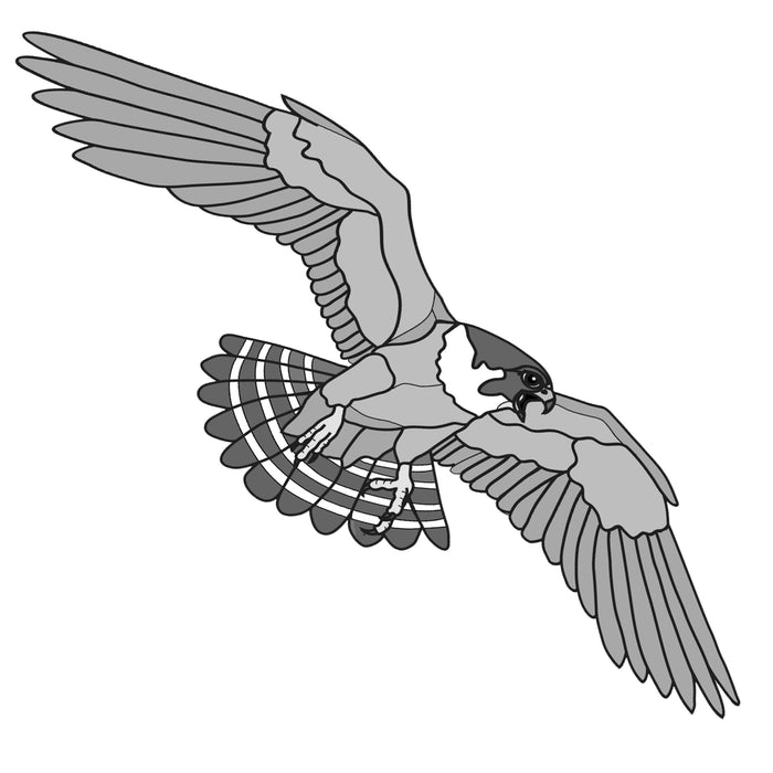 Peregrine Falcon Flying