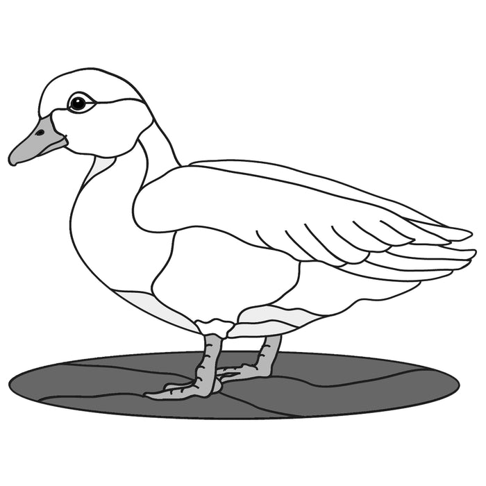 Duck