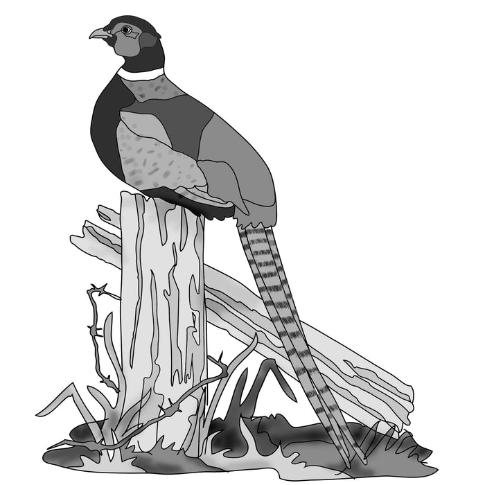 Sitting Pheasant