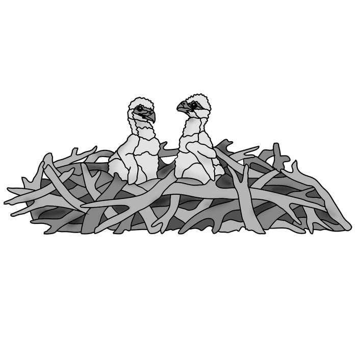Eaglets in Nest