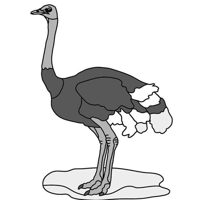 Ostrich