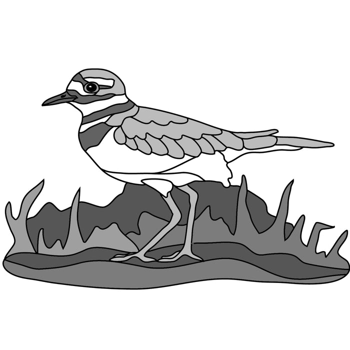 Killdeer