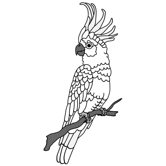 Sulfur-crested Cockatoo