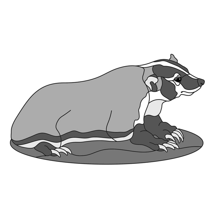 American Badger